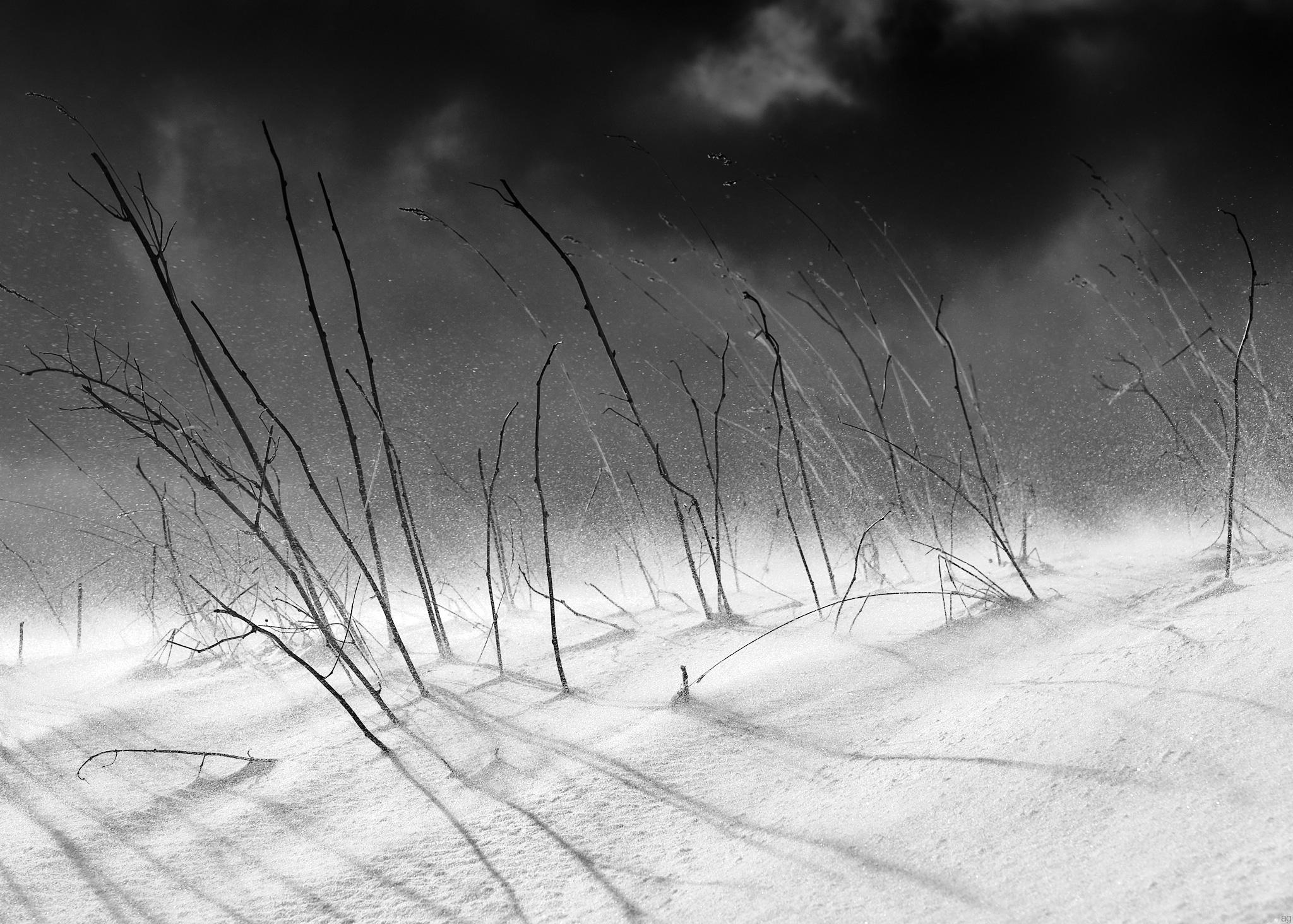 blizzard 2 blizzard
